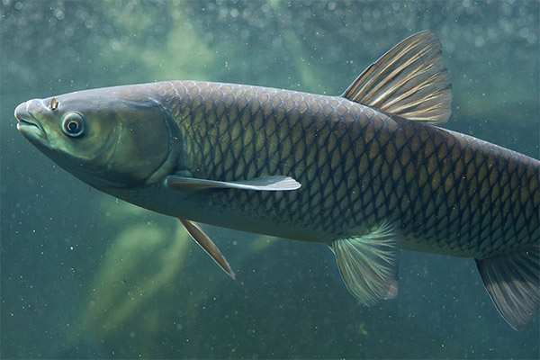 Fakta menarik mengenai ikan mas rumput