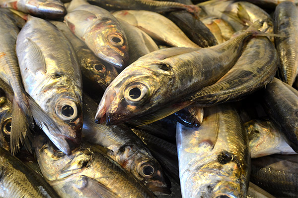 Fatos interessantes sobre sardinha