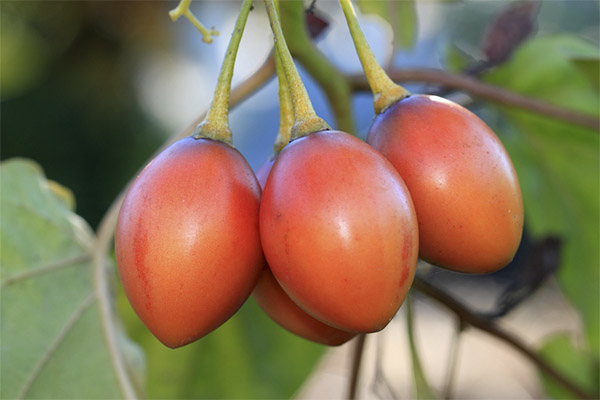 Datos interesantes sobre el tamarillo