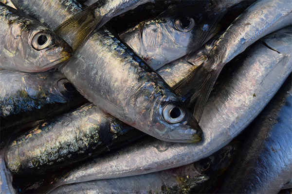 Cómo elegir y almacenar sardinas