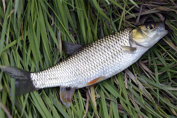 Mullet in de volksgeneeskunde