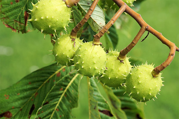 Horse chestnut in folk medicine