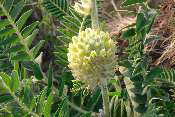 De medicinske egenskaber hos astragalus uldigt