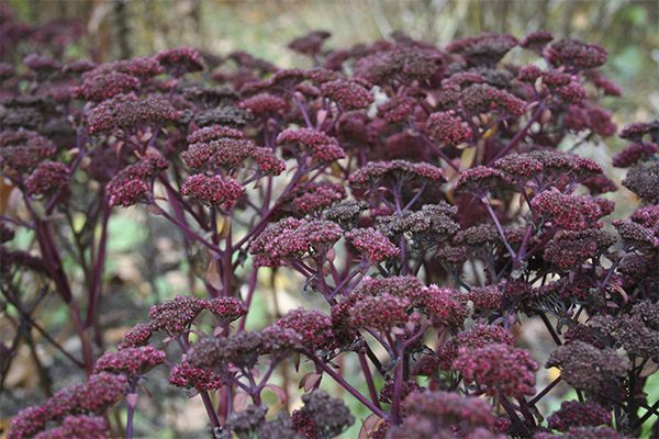 Stonecrop violetti parantavia ominaisuuksia