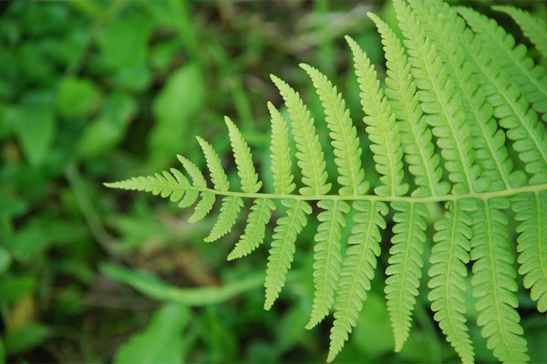 The healing properties of fern