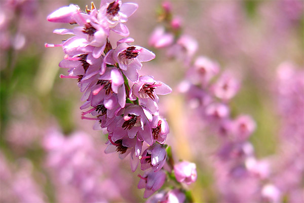 Healing properties of heather