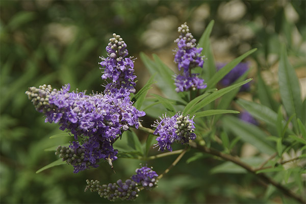 As propriedades curativas do sagrado Vitex