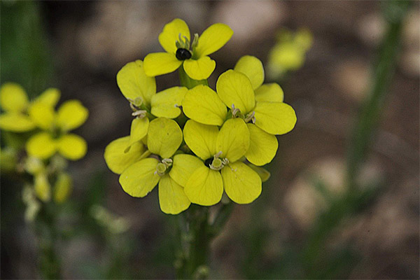 The healing properties of jaundice