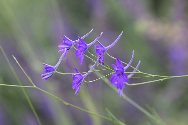 The healing properties of field larkspur