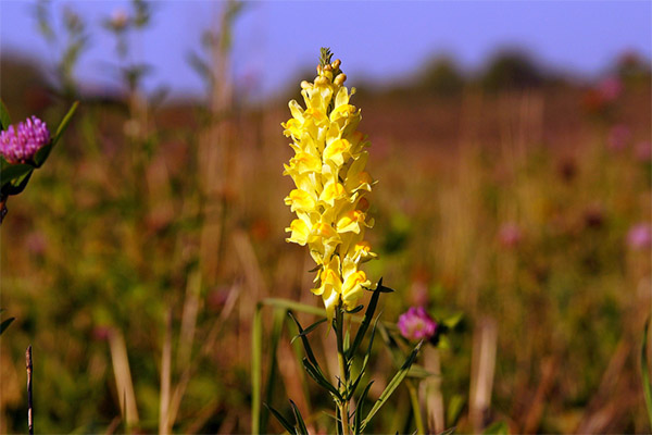 Common flax in folk medicine