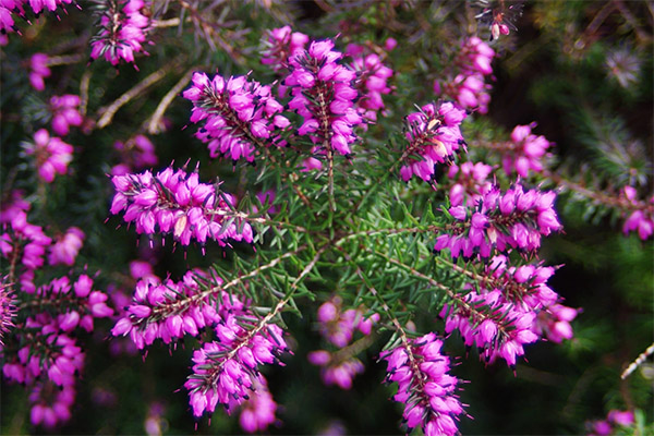 Čarobna svojstva heather