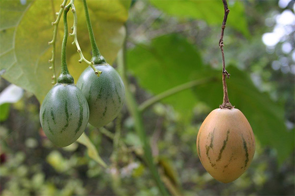 Is het mogelijk om tamarillo thuis te laten groeien