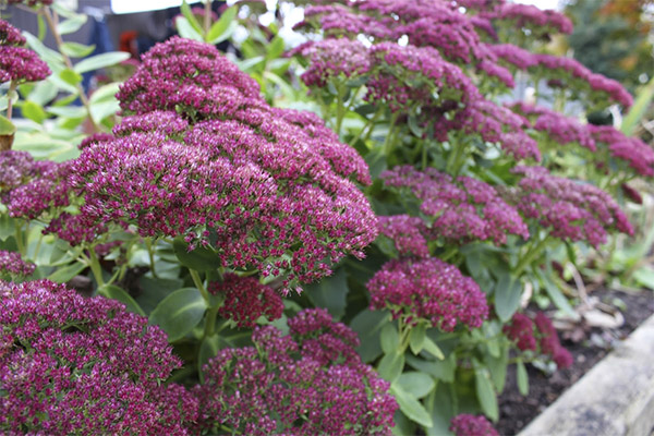 Stonecrop en medicina popular