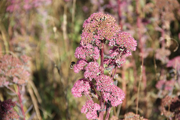 stonecrop