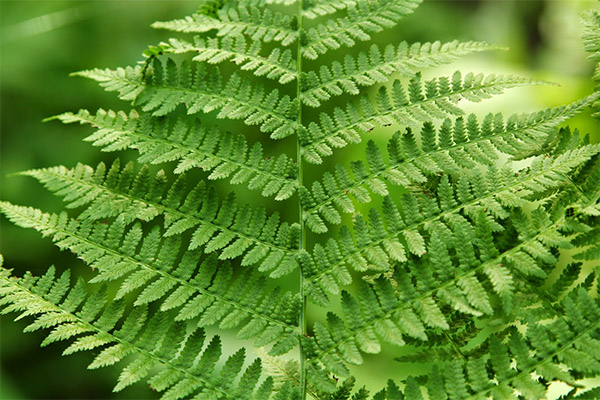 Fern in de volksgeneeskunde