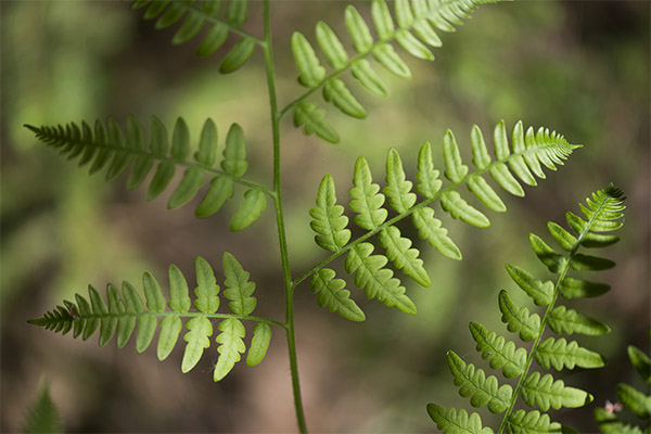 Falguera