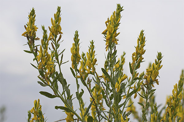 Užitečné vlastnosti barvení gorse