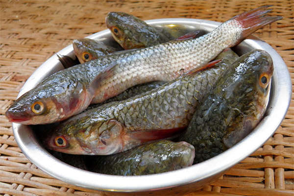 Propriedades úteis dos peixes de tainha