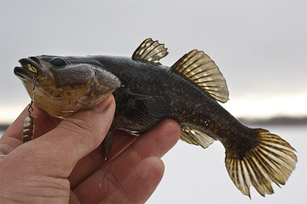 Nützliche Eigenschaften von Rattanfischen