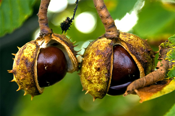 O uso da castanha da Índia em cosmetologia