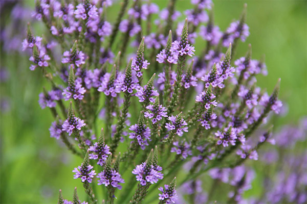 El uso de la verbena en cosmetología.