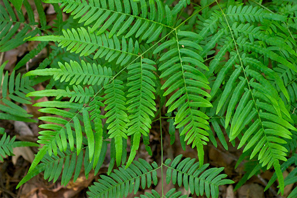 Signs and superstitions about fern