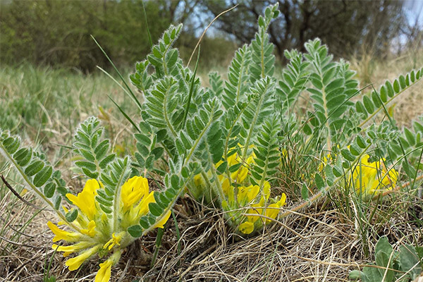 Chống chỉ định astragalus