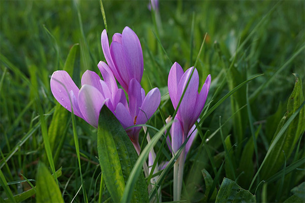 Kontraindikace při použití colchicum