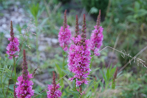 Kontraindikationer loosestrife