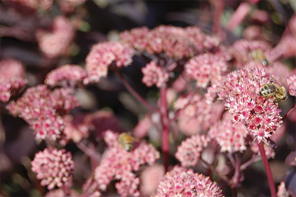 Contraindicacions a l’ús de stonecrop