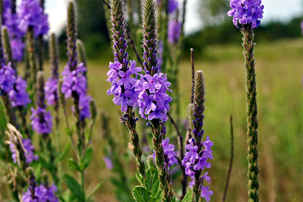 Kontraindikationer for brugen af ​​verbena