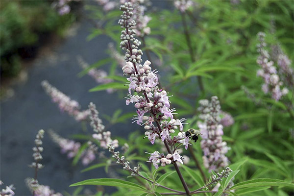 Contra-indicaties voor het gebruik van Vitex