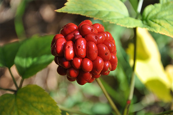 Contraindicaciones para el uso de ginseng.