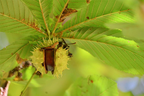 Contra-indicações de castanha da Índia