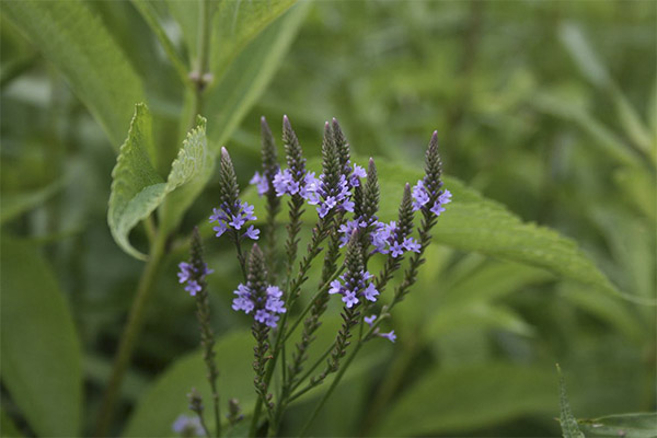 Verbena officinalis i traditionel medicin