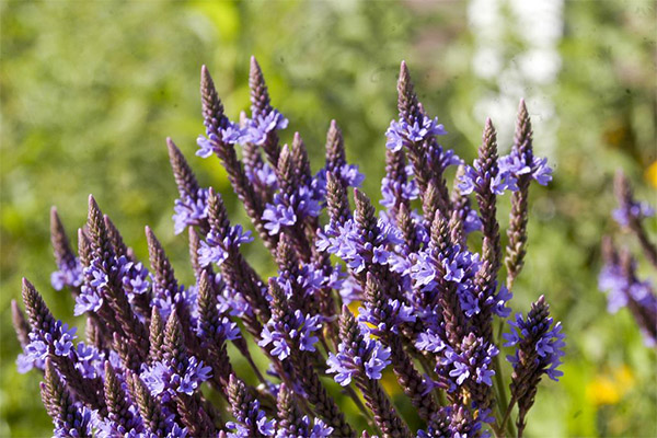 Verbena