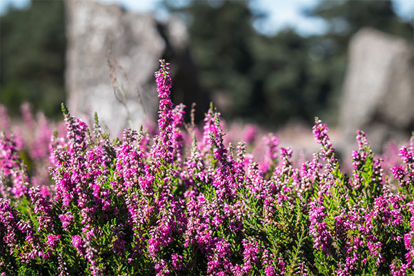 Heather a népi orvoslásban