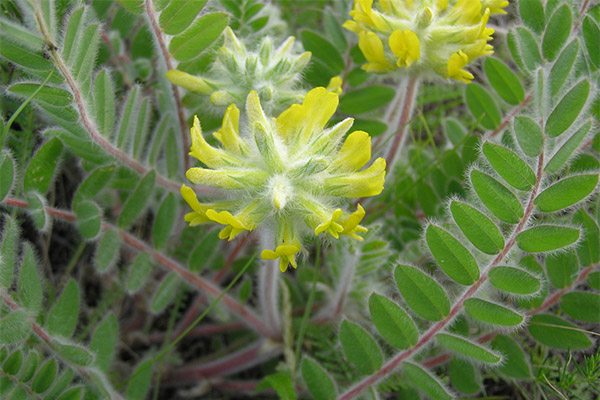 Tyypit lääkeyhdisteitä, joilla on astragalus