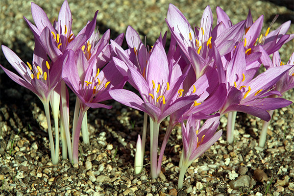 Arten von Arzneimitteln mit Colchicum