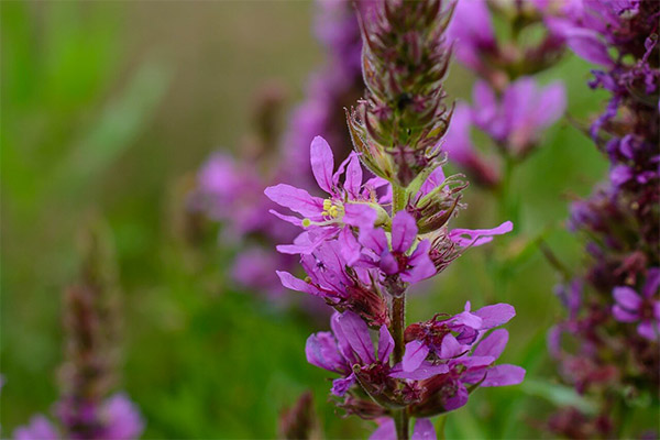 Arten von medizinischen Formulierungen mit Loosestrife