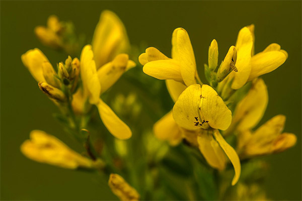 Jenis sebatian perubatan dengan pewarnaan gorse