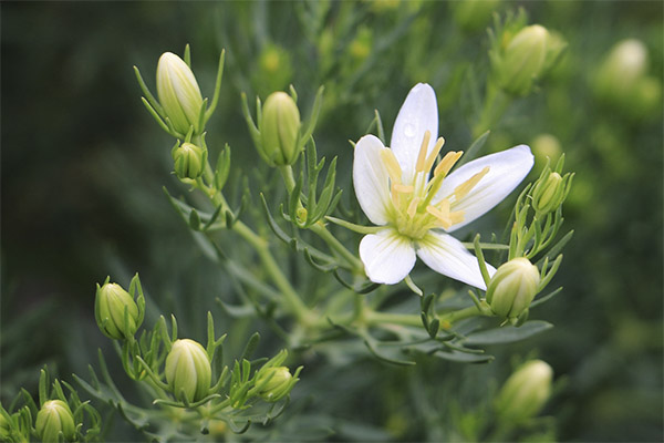 Tipus de formulacions medicinals amb harmònica