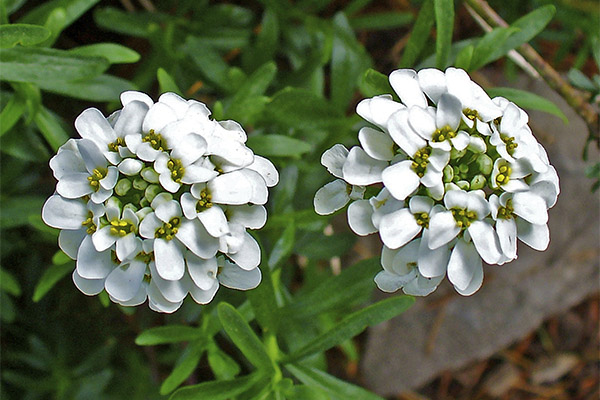 Types of medicinal compounds with Iberian