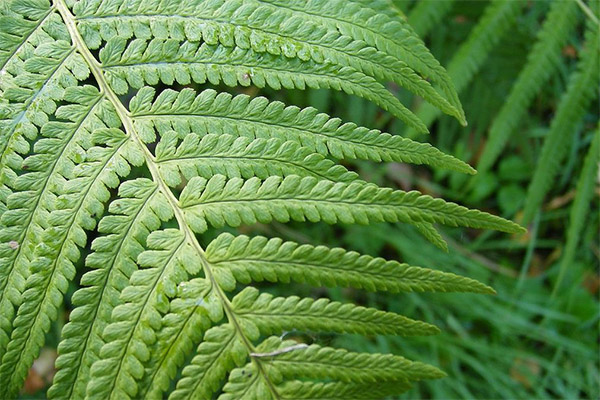 Tipus de compostos medicinals amb falguera