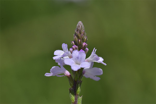 Tipos de compuestos medicinales con verbena