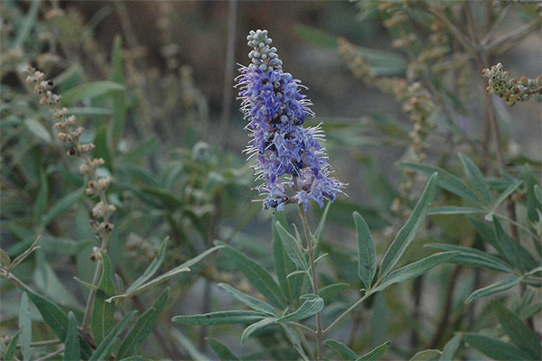 Tipos de formulações medicinais com Vitex