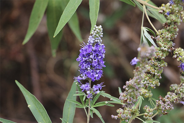 Heiliger Vitex in der Volksmedizin