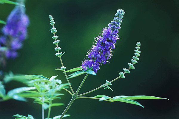 Vitex הוא קדוש