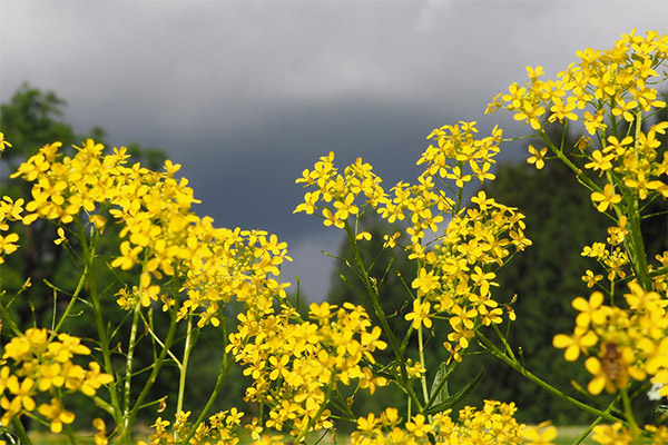 Jaundice in folk medicine