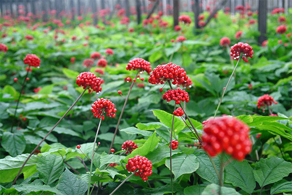 Le ginseng dans la médecine populaire